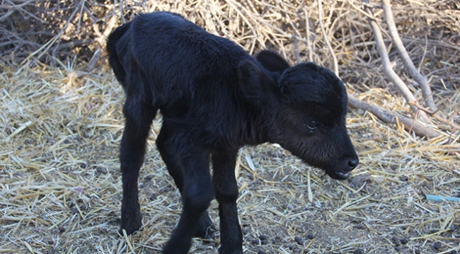 Cüce buzağı, görenleri şaşırttı