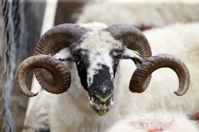 Kurbanlıklar cep telefonuyla sorgulanabilecek