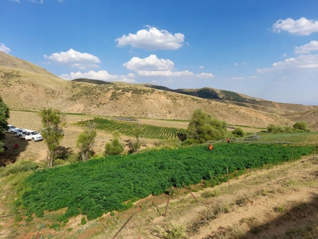 Jandarma PKK'nın uyuşturucu tarlalarını imha etti