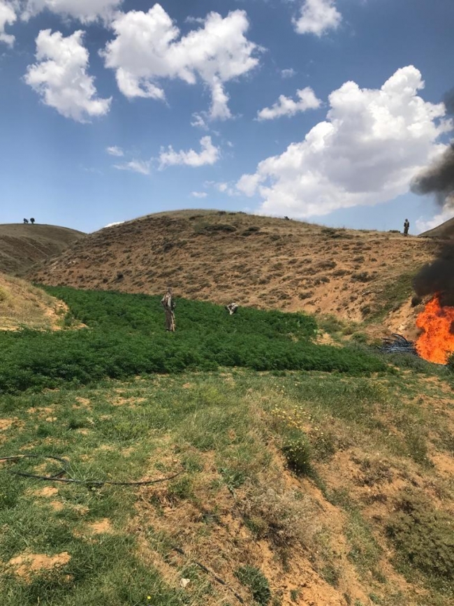 Jandarma PKK'nın uyuşturucu tarlalarını imha etti