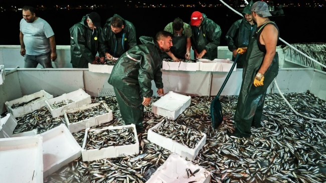 Sezon istavritle açıldı, kilosu 20-25 liradan satılıyor