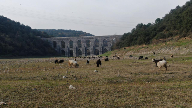 Alibeyköy barajında su dolu alanlar keçilerin otladığı meralar haline gelmişti. Fotoğraf: DHA