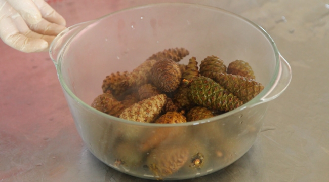 Çam kozalağı reçel ile tatlanıyor