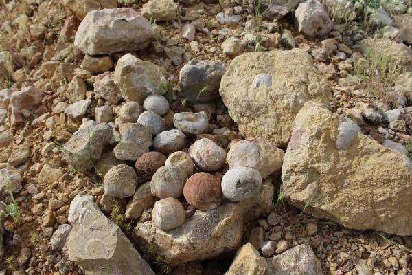 Adıyaman'da 85 milyon yıllık olduğu tahmin edilen fosil bulundu