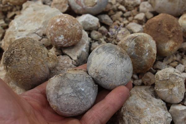 Adıyaman'da 85 milyon yıllık olduğu tahmin edilen fosil bulundu