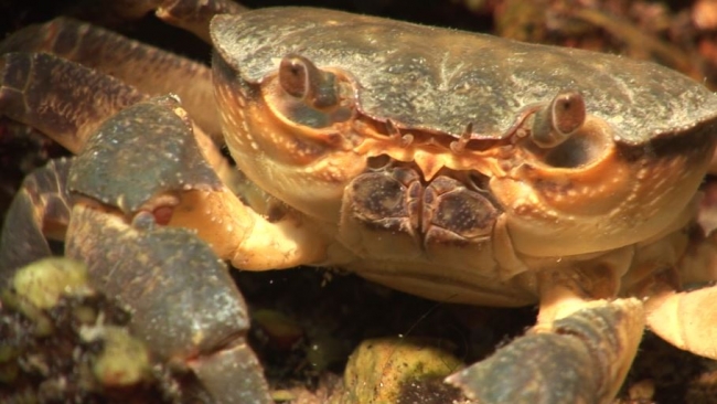 Efsanelere konu olan zengin doğa parçası: Sakarya Nehri'nin gözeleri