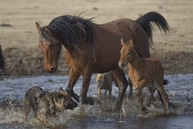 Fotoğrafçıların gözdesi 'yılkı atları'