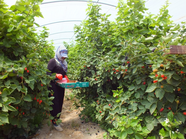 Mersin'de örtü altında böğürtlen hasadı başladı