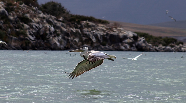 Sınır tanımayan pelikanlardan görsel şölen