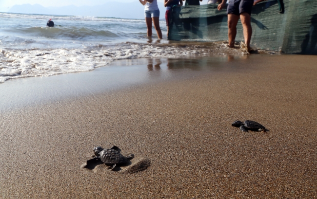 Tedavileri tamamlanan caretta carettalar denize bırakıldı