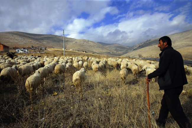 "Arkadaşım Eşek" şarkısını aratmayan dostluk