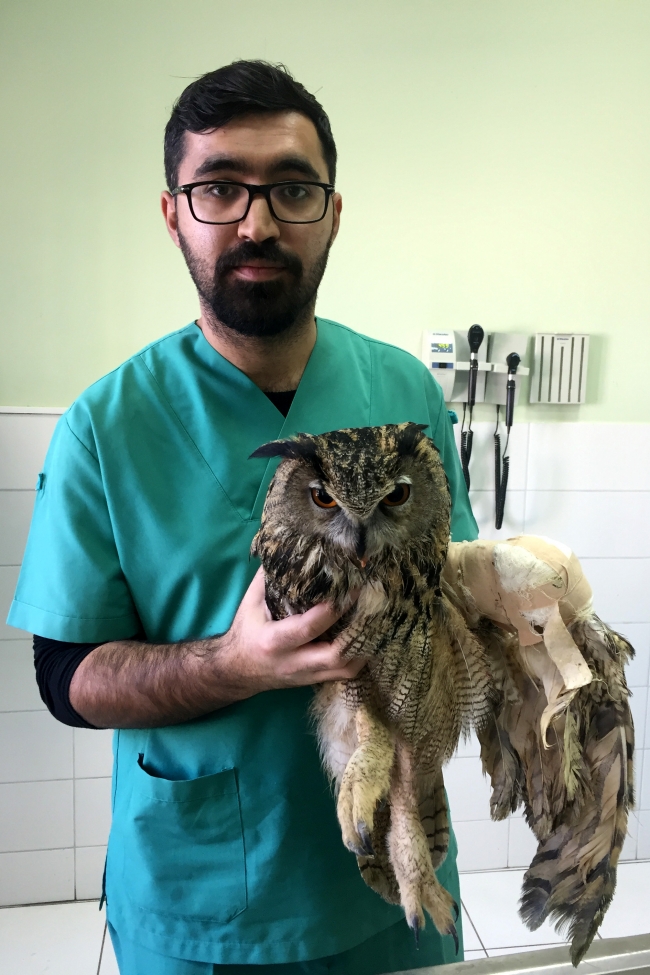 Yaralı puhu kuşu tedavi altına alındı