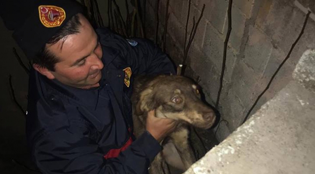 Çukura düşen köpeği itfaiye kurtardı