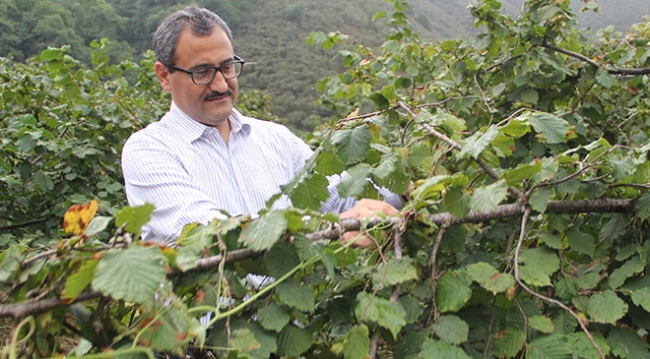 Giresun'da fındık hasadı törenle başladı