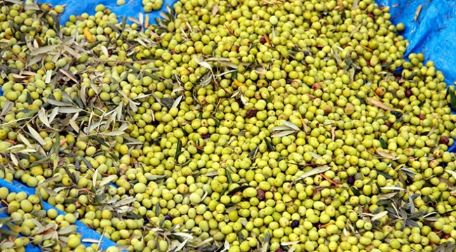 Zeytinde yüksek verim ve kalite üreticiyi sevindirdi