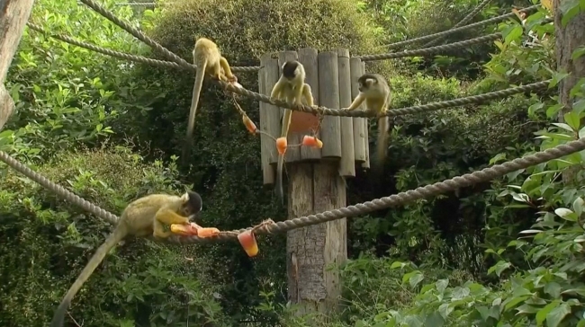 Londra'da hayvanlar buzlu şekerleme ile serinliyor