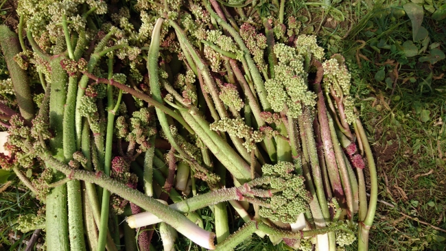 2 bin 700 metre rakımda ışkın topluyorlar