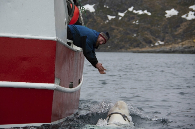 "Norveç'te bulunan beyaz balina Rus casusu olabilir"