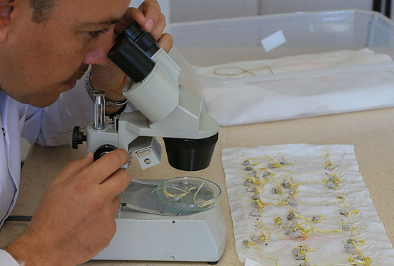 GDO'suz yerli pamuk veriminde Türkiye lider ülke