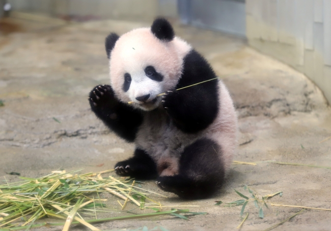 Japonya'da dünyaya gelen panda yavrusu görücüye çıktı