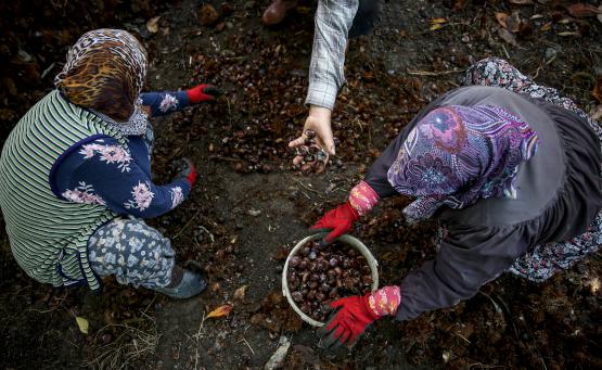 Kestane rekoltesinde tehlikeli düşüş
