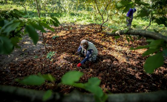 Kestane rekoltesinde tehlikeli düşüş