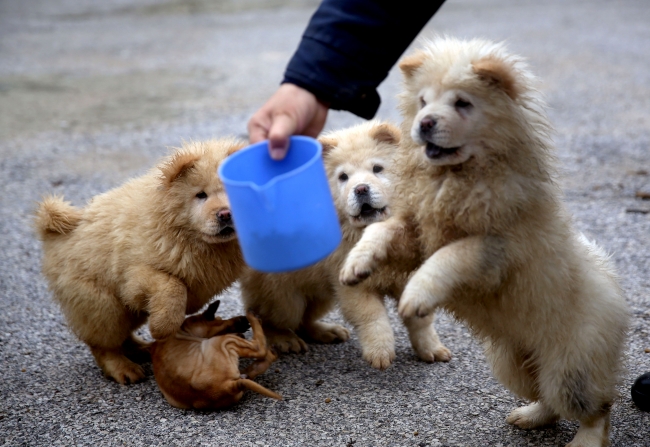 Polisin iyileştirdiği yavru köpekler yeni yılda sahiplendirilecek