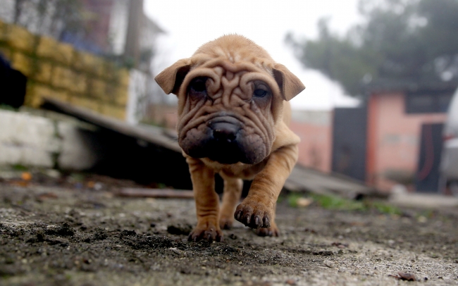 Polisin iyileştirdiği yavru köpekler yeni yılda sahiplendirilecek