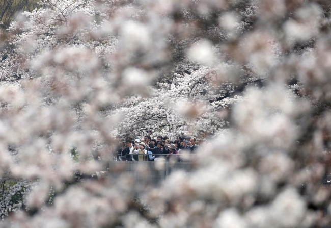 Japonya’yı lila rengiyle süsleyen "sakura şöleni" başladı
