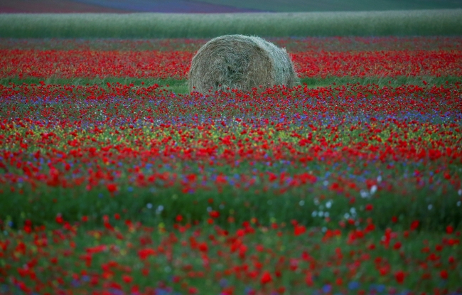 İtalya'nın şirin kasabası çiçeklerle renklendi