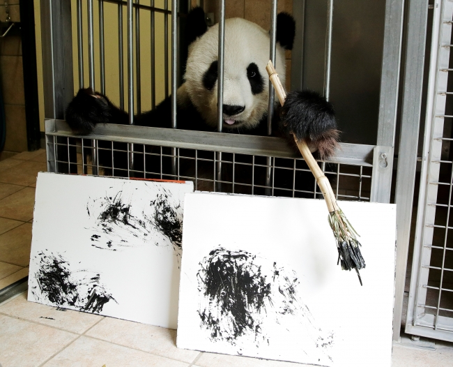 Viyana Hayvanat Bahçesi'nin sanatçı pandası "Yang Yang"