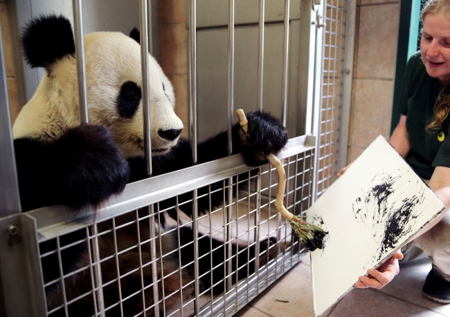 Viyana Hayvanat Bahçesi'nin sanatçı pandası "Yang Yang"