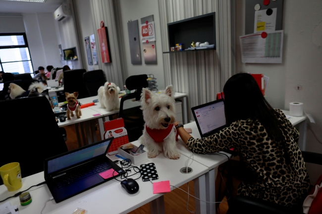 Tayland'da bir reklam ajansının sevimli çalışanları