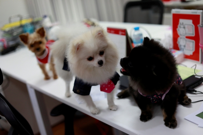 Tayland'da bir reklam ajansının sevimli çalışanları