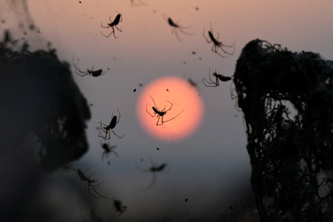 Yunanistan'ın Vistonida Gölü kıyıları örümcek ağıyla kaplandı
