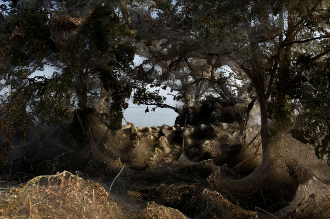 Yunanistan'ın Vistonida Gölü kıyıları örümcek ağıyla kaplandı