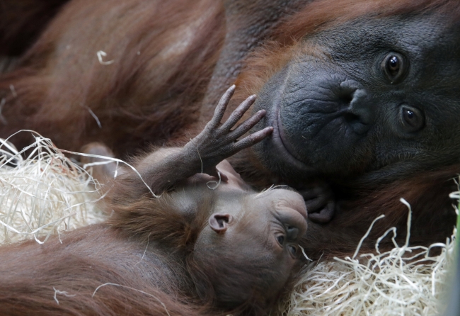 Paris'te yıllar sonra dünyaya gelen ilk bebek orangutan: Java