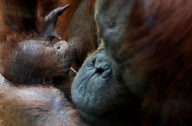 Paris'te yıllar sonra dünyaya gelen ilk bebek orangutan: Java