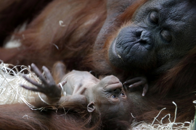 Paris'te yıllar sonra dünyaya gelen ilk bebek orangutan: Java