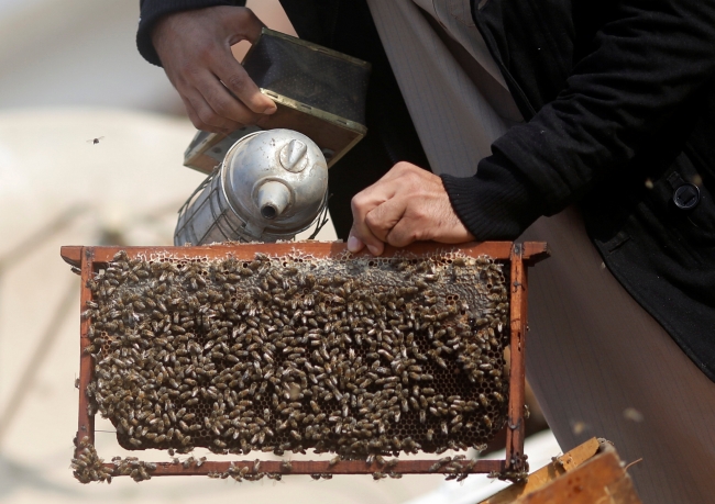 Mısır'ın başkentinde arılarla tedavi