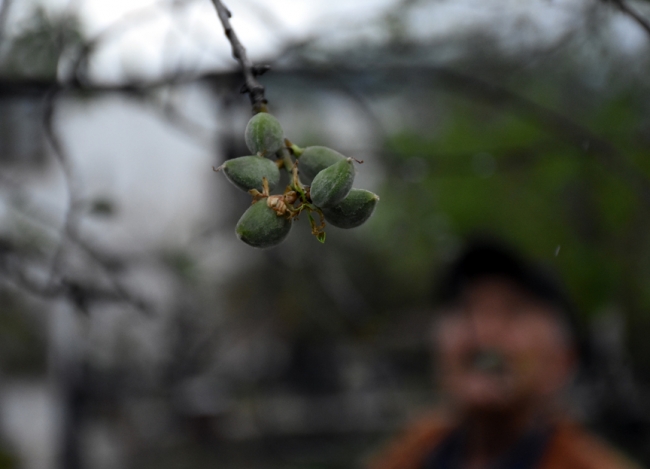 Mevsimin ilk badem çağlalarının hasadı başladı