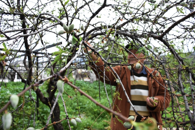Mevsimin ilk badem çağlalarının hasadı başladı