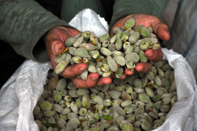 Mevsimin ilk badem çağlalarının hasadı başladı