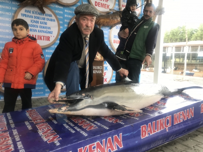 Karaya vuran yunus mumyalanarak müzede sergilenecek