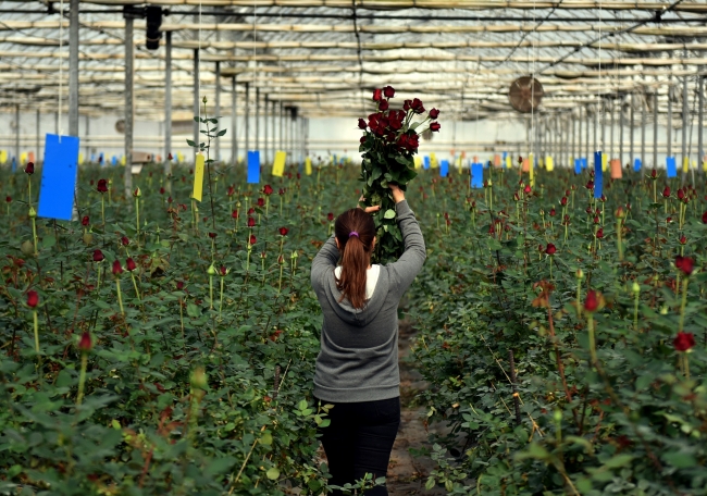 Gül seralarında 14 Şubat telaşı