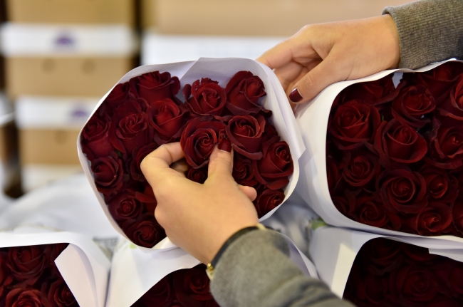 Gül seralarında 14 Şubat telaşı