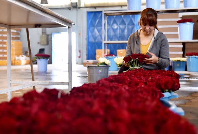 Gül seralarında 14 Şubat telaşı