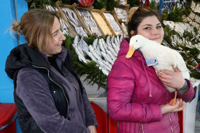 Balıkçıların hamsiyle beslediği ördek, pazarın maskotu oldu