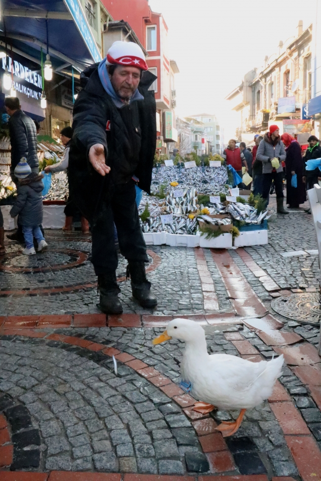Balıkçıların hamsiyle beslediği ördek, pazarın maskotu oldu