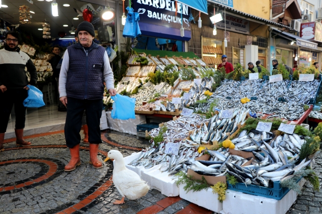 Balıkçıların hamsiyle beslediği ördek, pazarın maskotu oldu